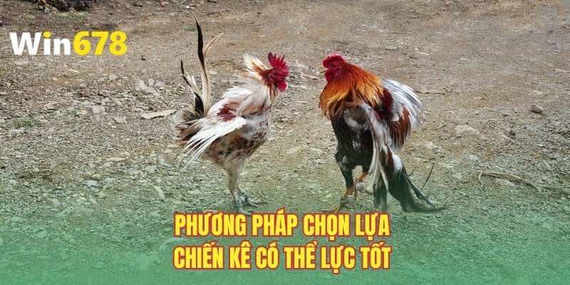 Phương pháp chọn lựa chiến kê có thể lực tốt