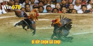 bi-kip-chon-ga-choi-kinh-nghiem-chia-se-boi-lao-lang