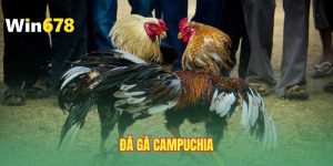 da-ga-campuchia-pho-cap-kien-thuc-nhap-mon-tu-a-z
